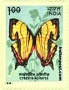 CYRESTIS ACHATES 1021 Indian Post