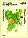 THE INDIAN TULIP TREE 1551 Indian Post