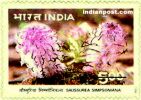 SOUSSUREA SIMPSONIANA 1666 Indian Post