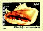 SEA SHELL OF INDIA (CASSIS CORMUTA) 1830 Indian Post