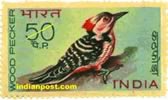 BROWN FRONT PIED WOODPECKER 0579 Indian Post