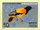 BLACK HEADED ORIOLE 0764 Indian Post