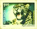 LEOPARD 0827 Indian Post