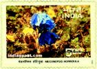 MECONOPIS HORRIDULA 1667 Indian Post
